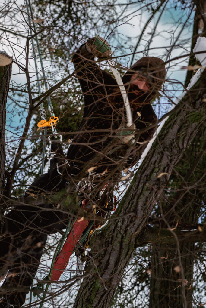 Urban forestry