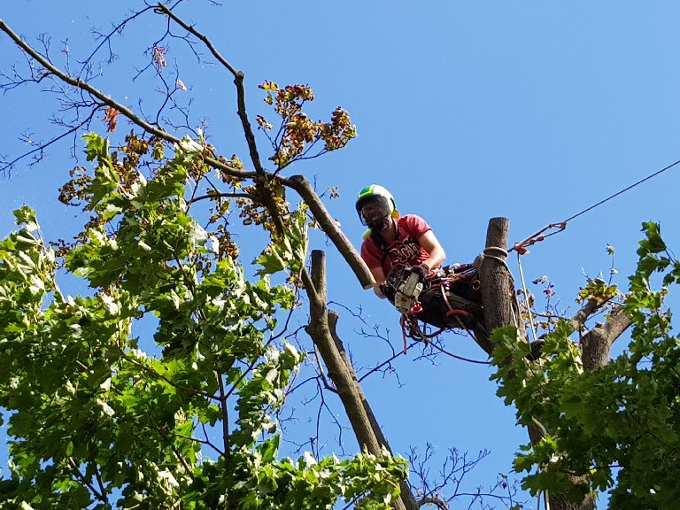 Urban forestry redukční řezy