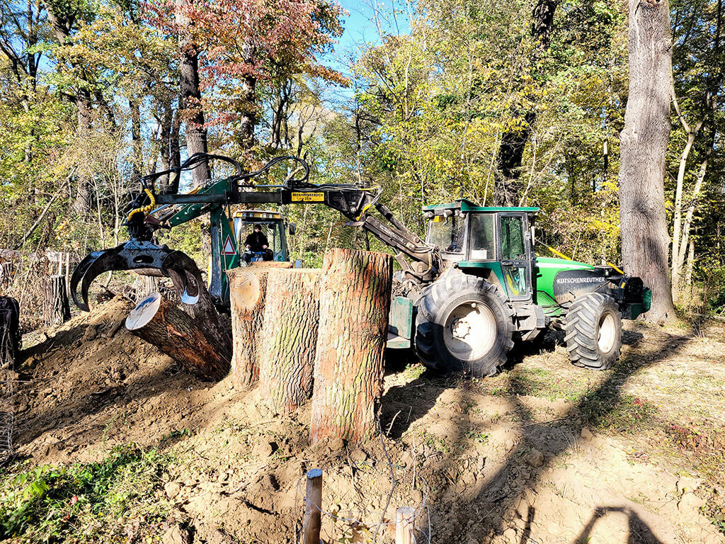 Urban forestry Arboristika